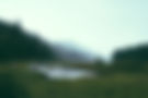 Forest Landscape