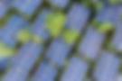 Solar Panels on Trees