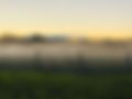 Foggy Field
