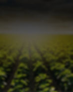 Photograph of agricultural land