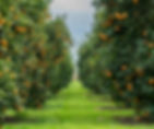 Photograph of a row of orange trees