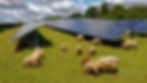 Photograph of sheep grazing under solar panels