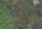 Prime Farmland Map LandApp (1).jpg