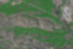 Trees Data